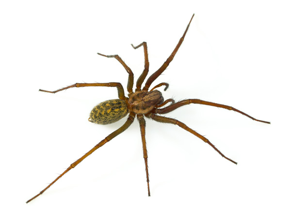 Spider Spotlight: House Spiders · ExtermPRO