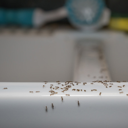 ant invasion in kitchen