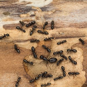 carpenter ant extermination
