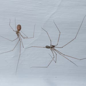 remove cellar spiders from your home