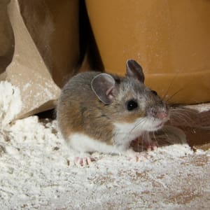 remove house mice from your home
