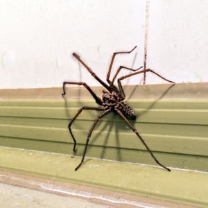 remove house spiders
