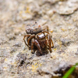 jumping spider removal