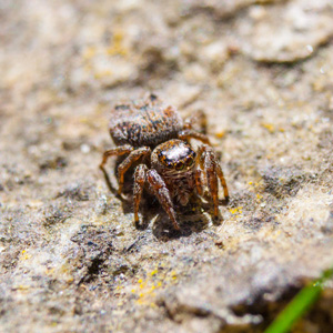 Jumping Spiders - Nature's Way Pest Control