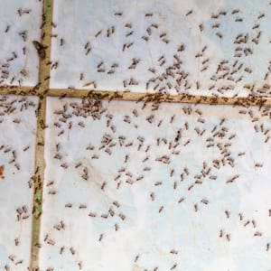 moisture ant home invasion