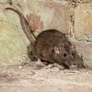 remove norway rats from your home