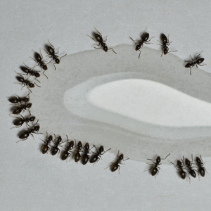 odorous ant extermination