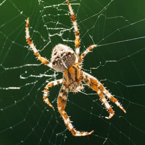 spider web removal
