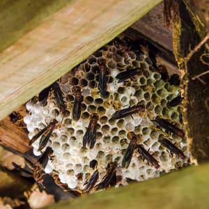 paper wasp hive removal