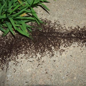 ant colony extermination