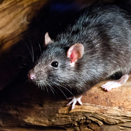remove rats from your home