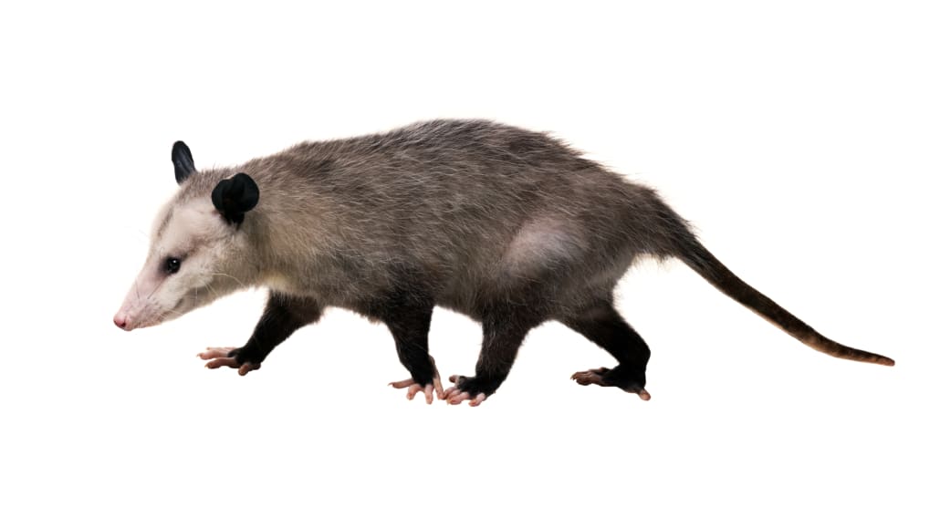opossum nuisance pests