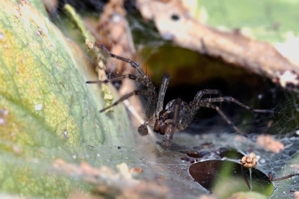 The wolf spider is autumn's most frightening home intruder - The