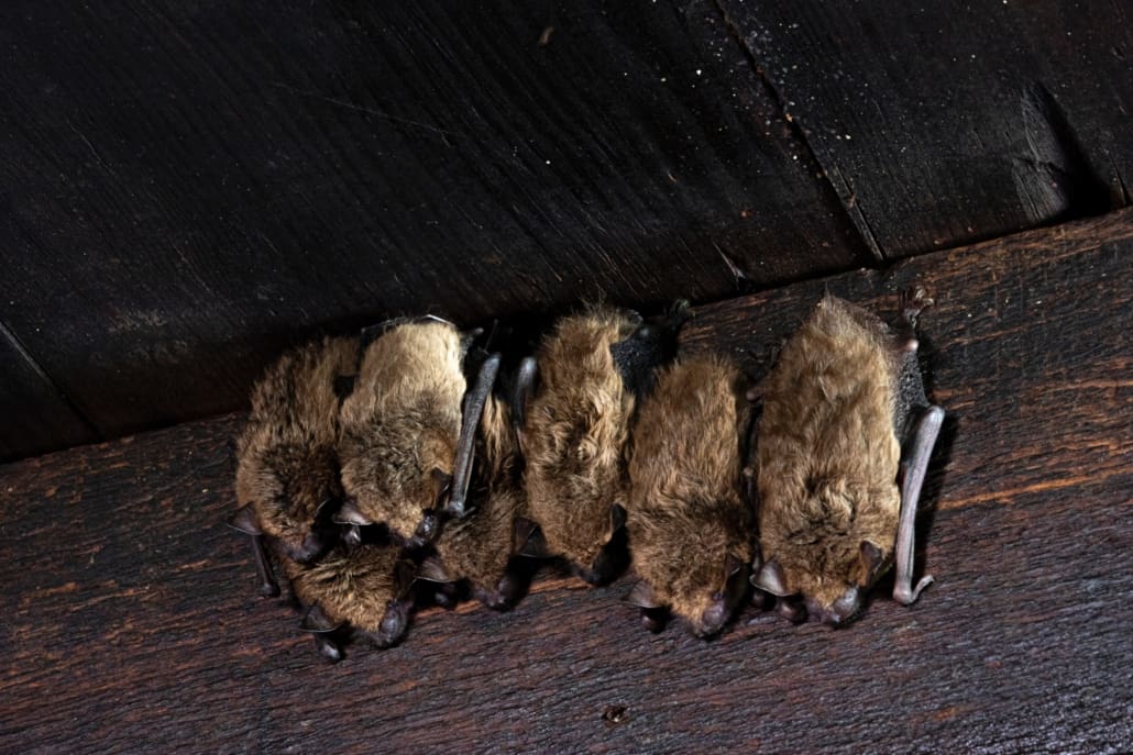 Multiple bats hanging from indoor ceiling sleeping. 