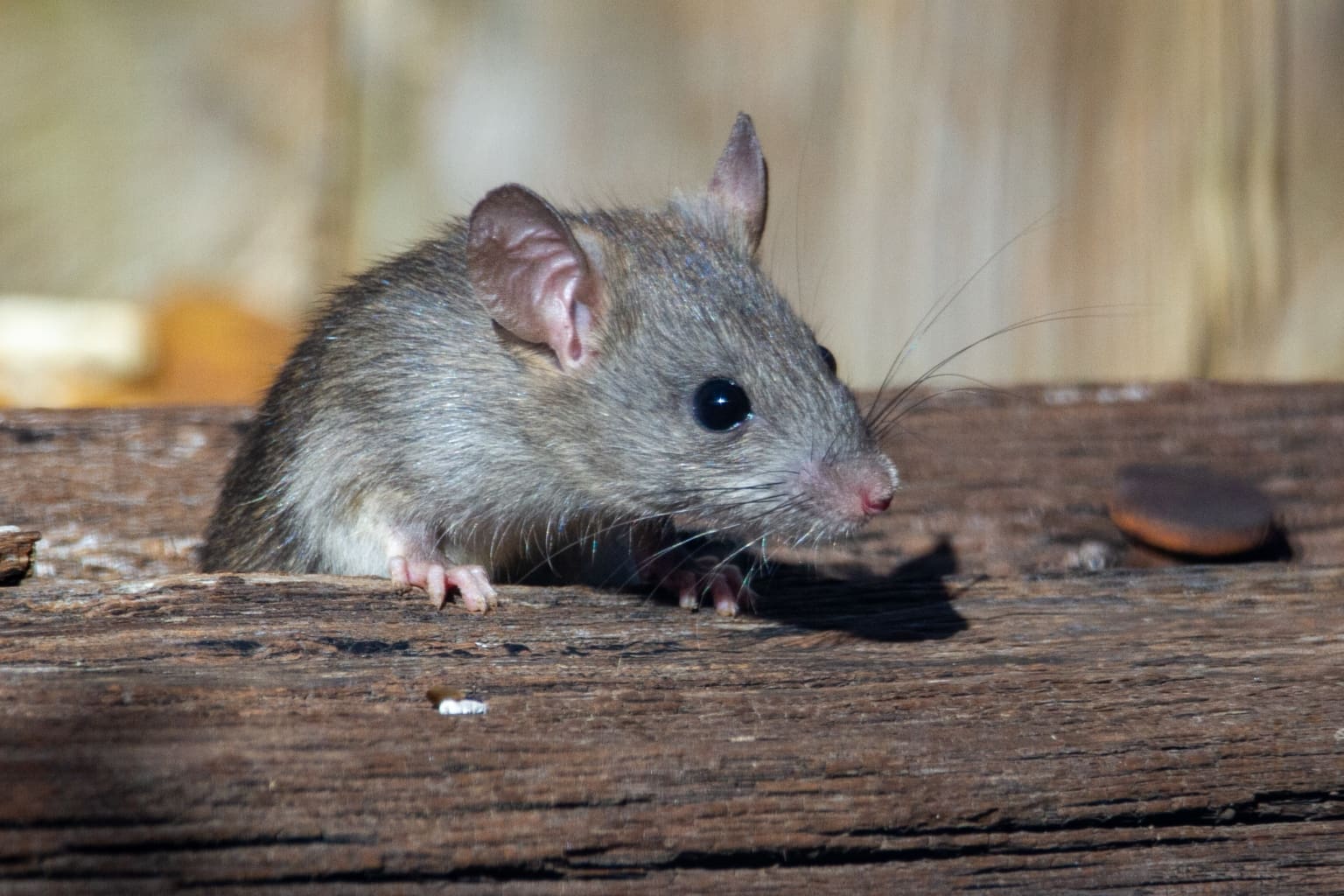 How to Get Rid of Mice in Walls & Ceilings | Pest Pros - Best Pest ...