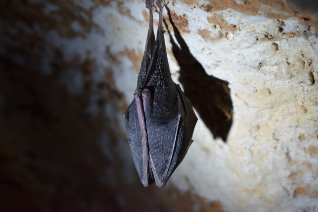 Black bat hanging from wall sleeping.
