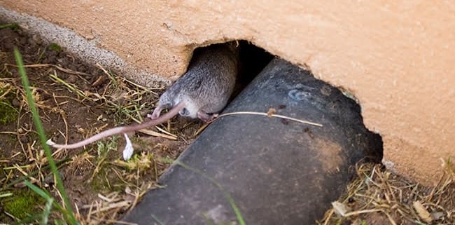 A mouse entering a residential home through a cutout for a pipe in home