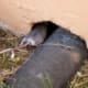 A mouse entering a residential home through a cutout for a pipe in home