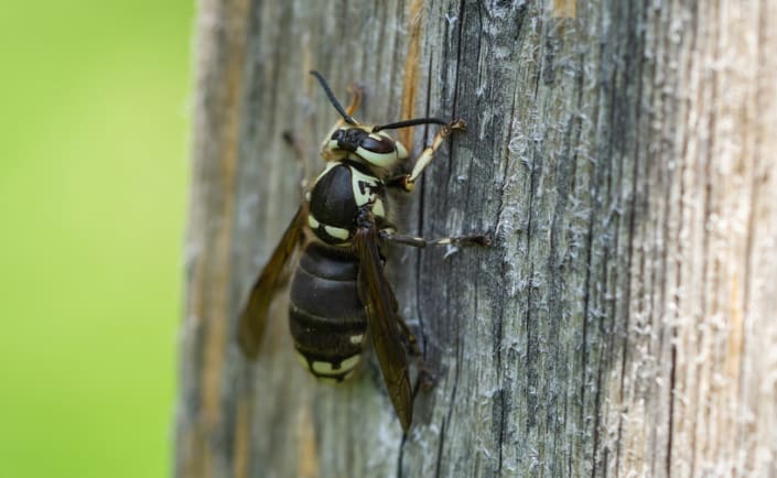 Bees, Wasps, Hornets, and Yellowjackets - What’s the Difference? | Pest ...