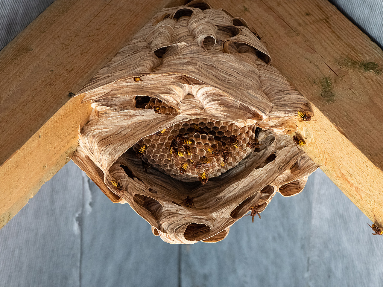 Distinguishing between yellowjackets, wasps, and look alikes 