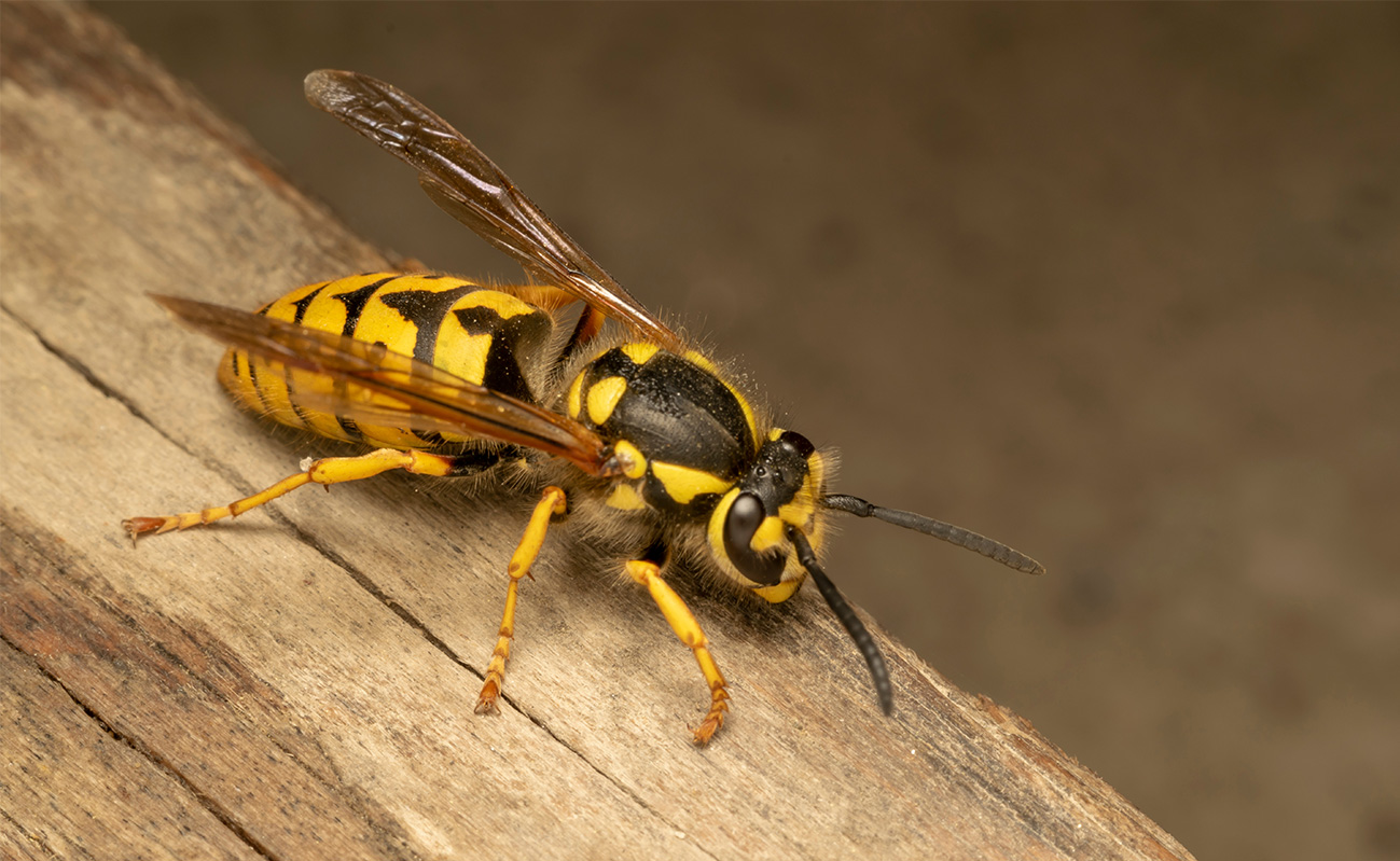 Bees, Wasps, and Yellowjackets What’s the Difference? Pest