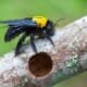 A Carpenter Bee on a branch next to a hole made by them