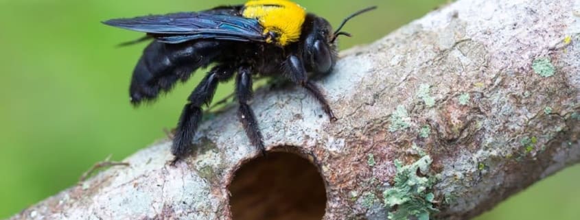 A Carpenter Bee on a branch next to a hole made by them