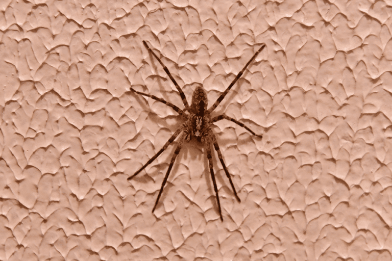 How To Get Rid Of House Spiders Removal and Exclusion Pest Pros