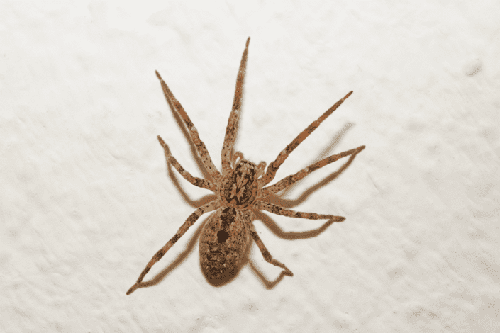 How To Get Rid Of House Spiders: Removal And Exclusion 