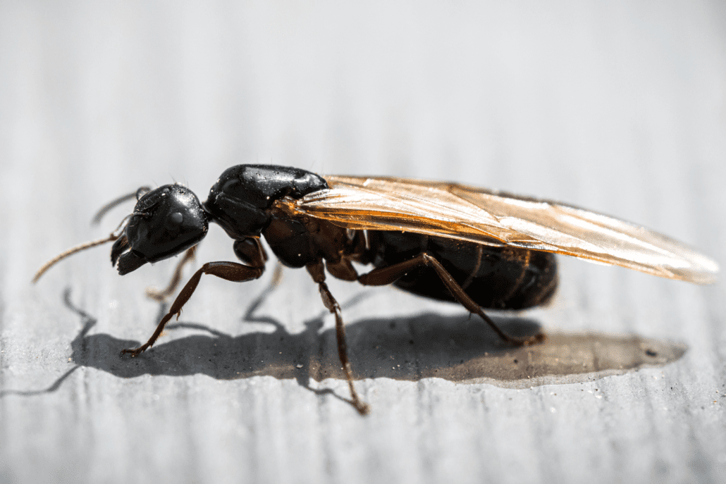 Flying Ant Infestation Services | Pest Pros