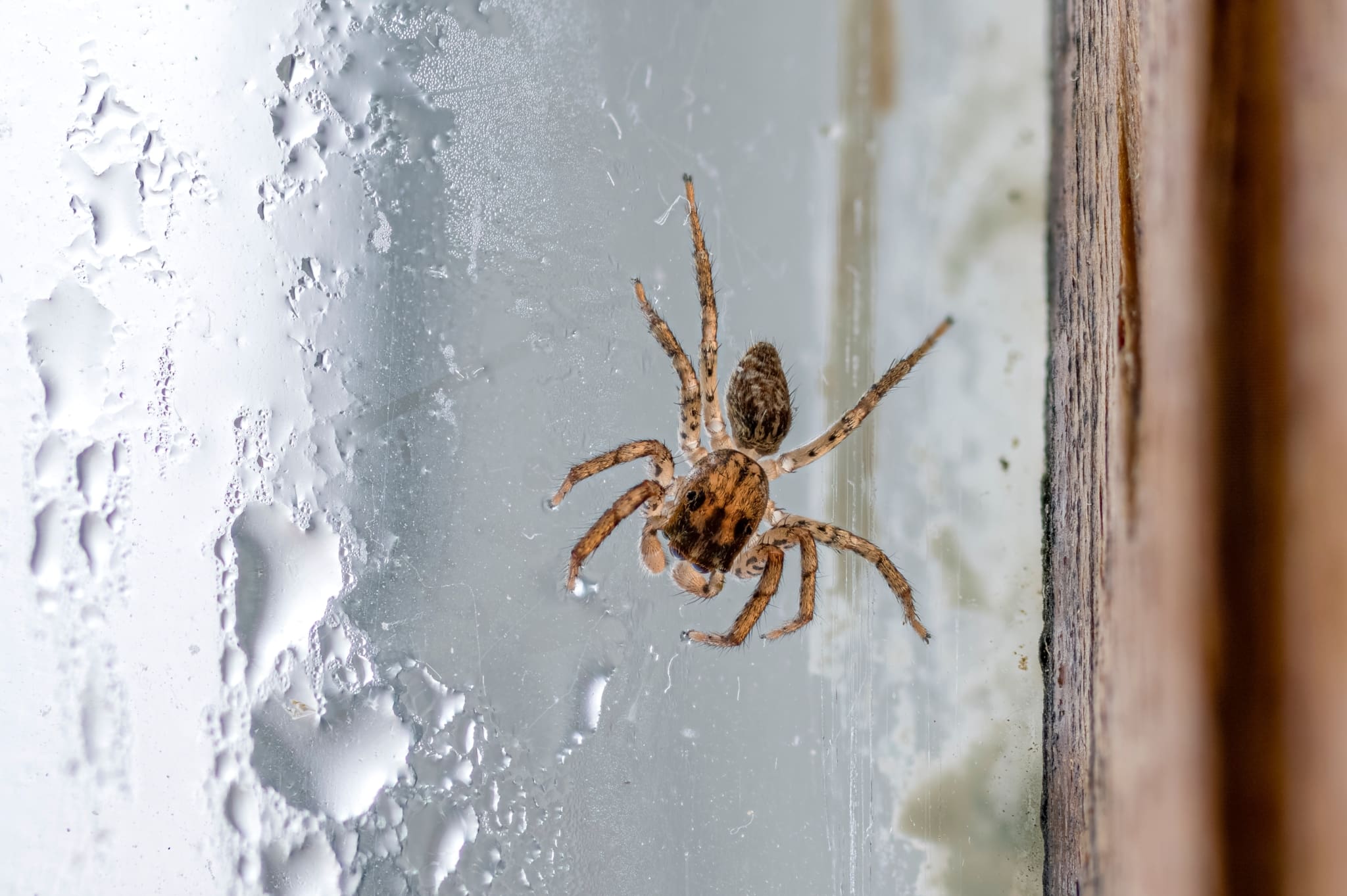 How To Keep Spiders Away All Year Round Preventing Spider Infestation