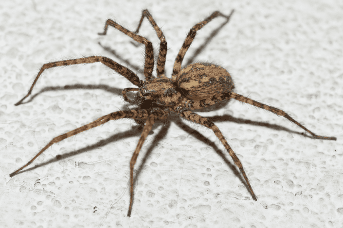 Giant House Spider Pest Control | Pest Pros