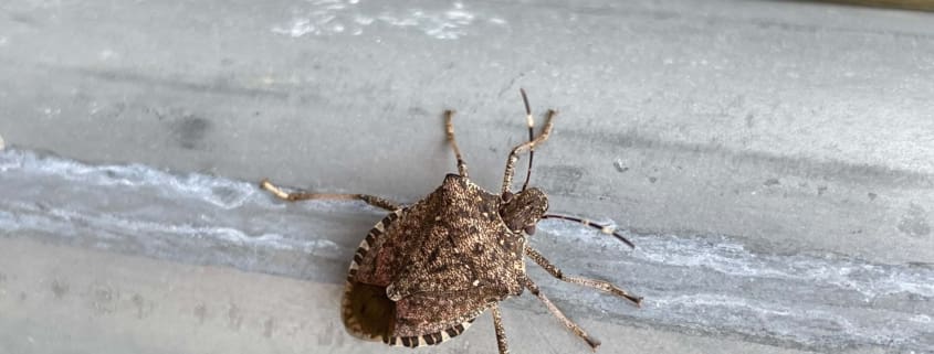 stink bug