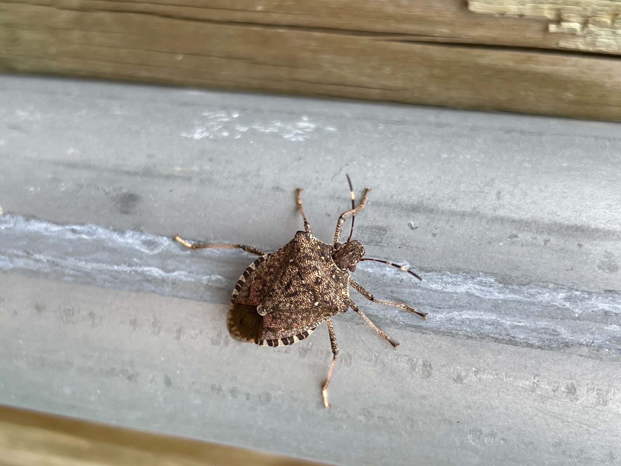 stink bug