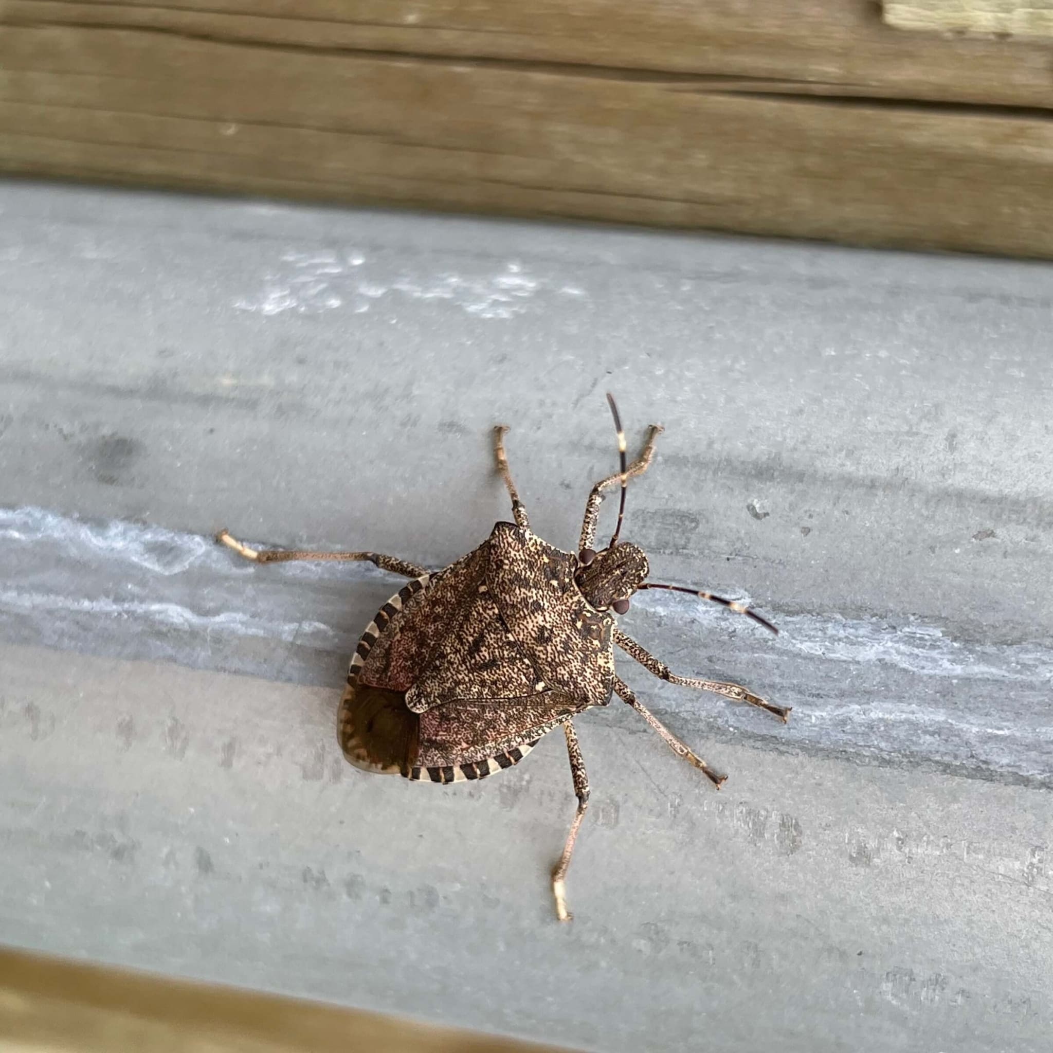 Stink Bug Infestation Services | Pest Pros