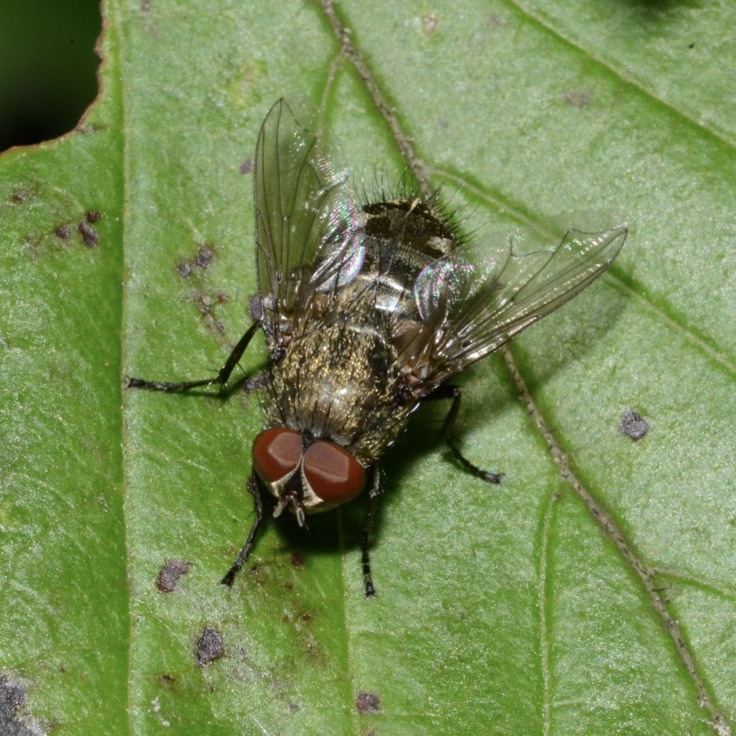 Cluster Fly Infestation Services | Pest Pros