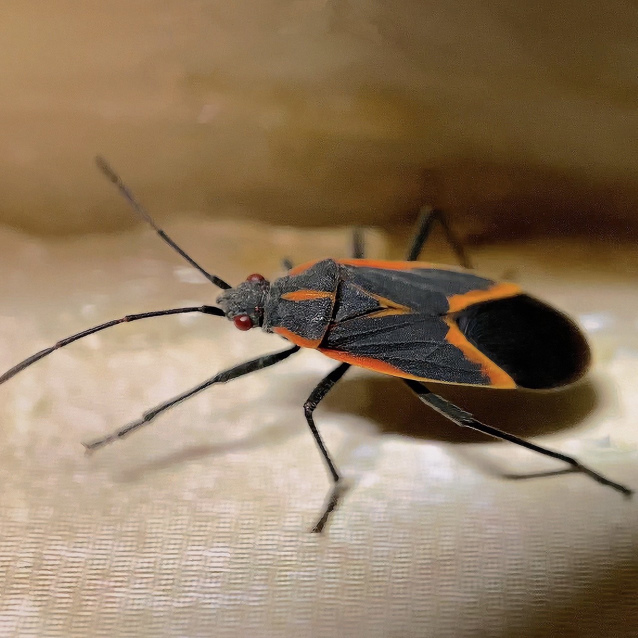 Boxelder Bug Infestation Services | Pest Pros