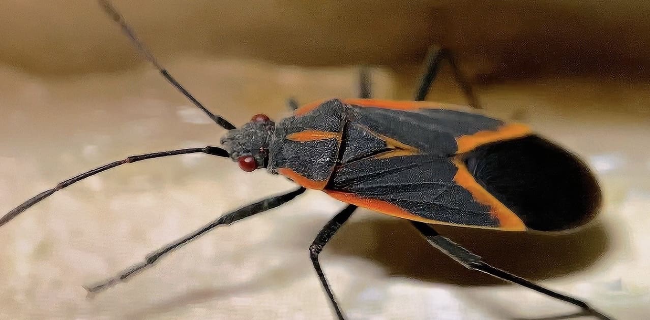 Boxelder Bug