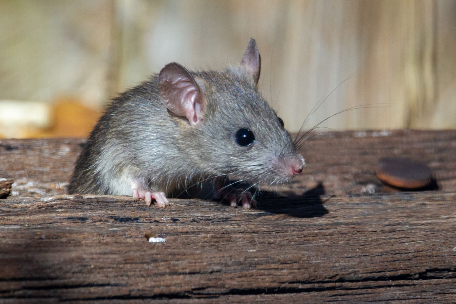 What To Do If You Have Mice In The Attic Removal and Prevention