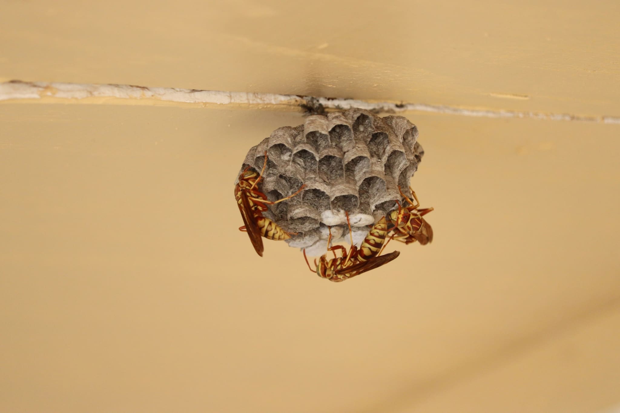 paper wasps nest