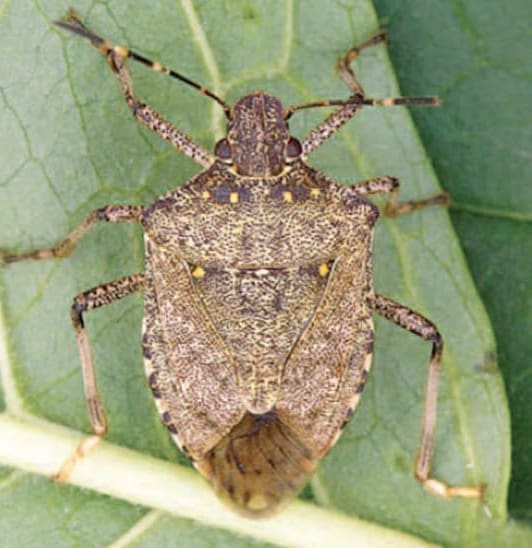 stink bugs