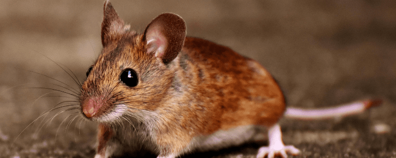House Mice