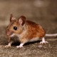House Mice