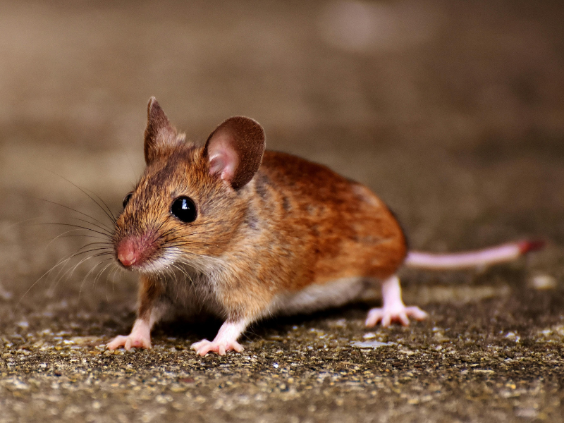 House Mice