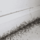 ant infestation