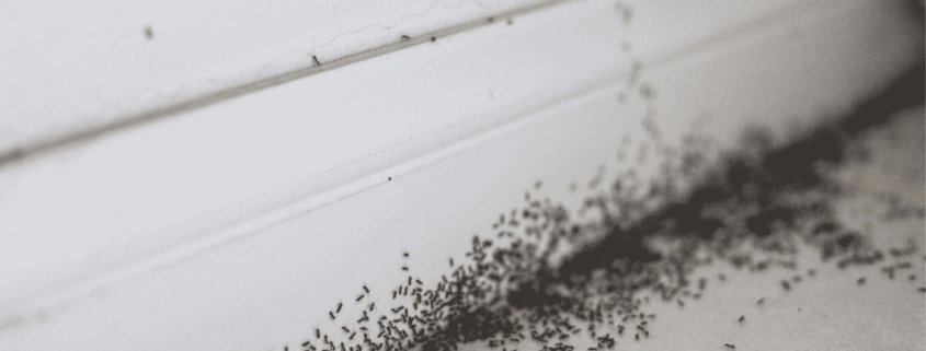 ant infestation