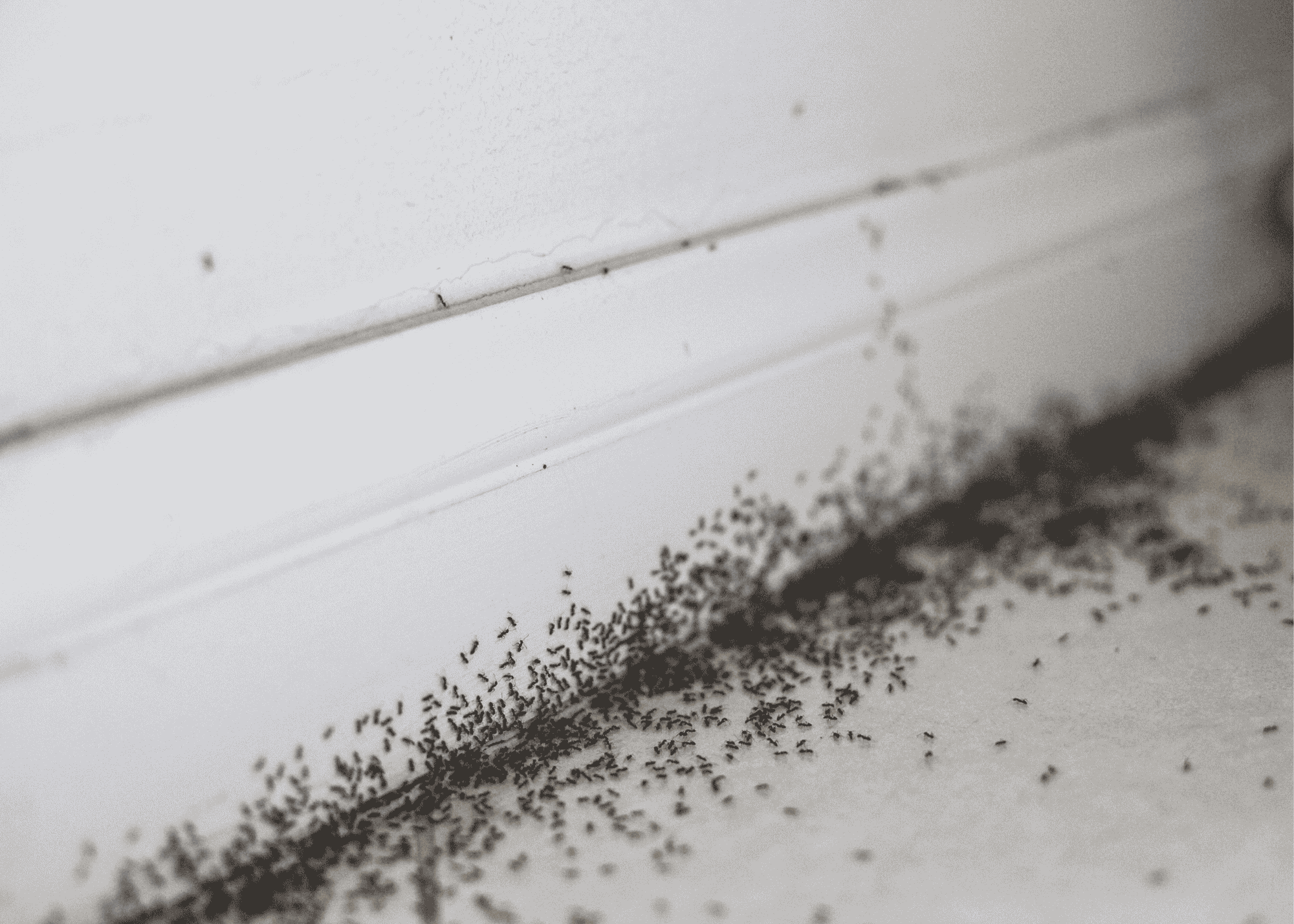 ant infestation