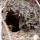 A ground wasp coming out of a ground wasp nest