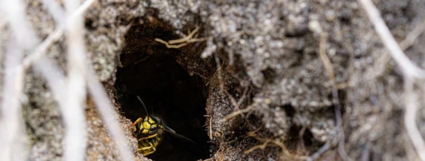 A ground wasp coming out of a ground wasp nest