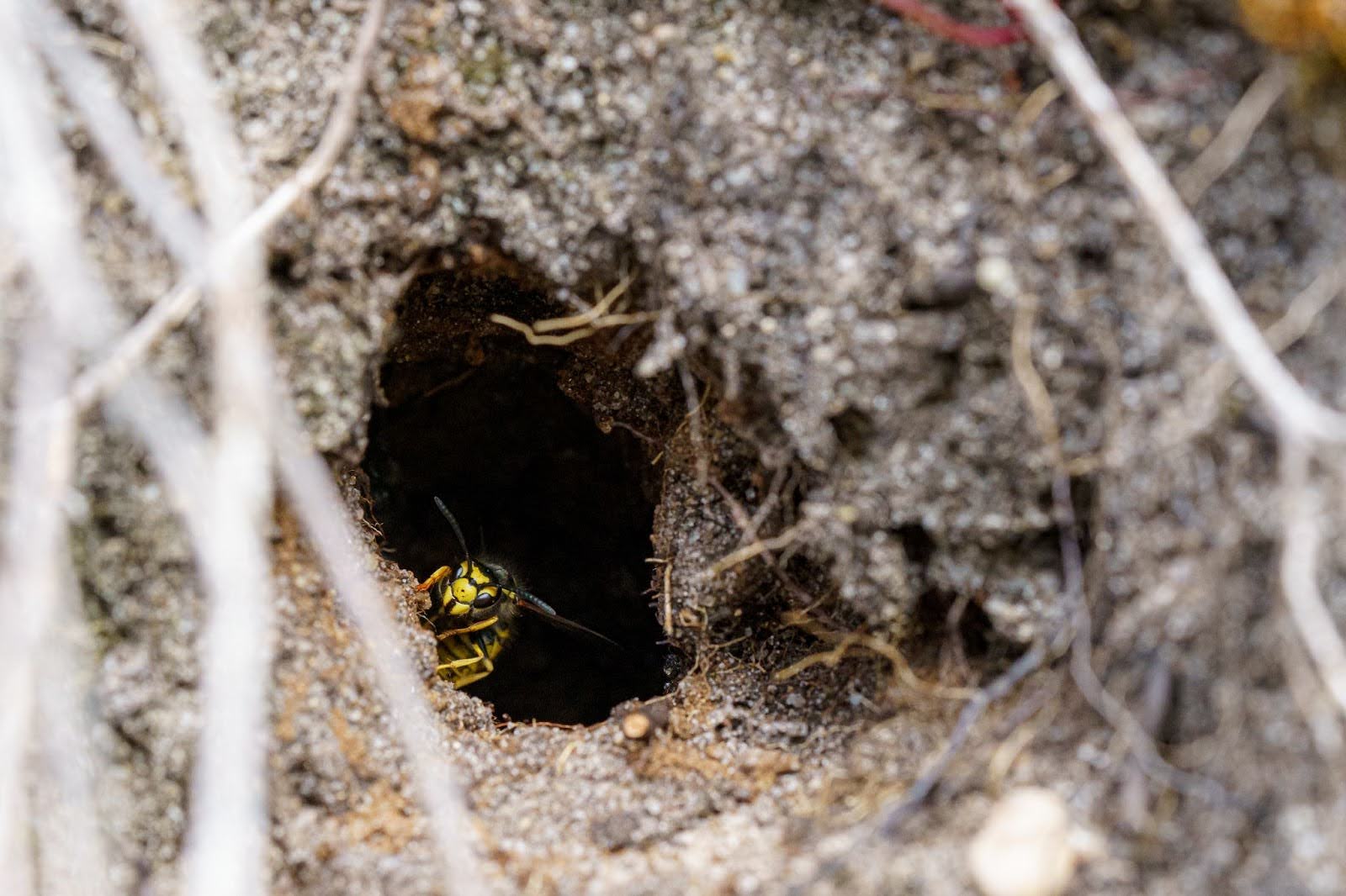 A ground wasp coming out of a ground wasp nest